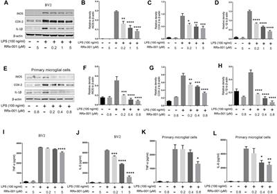 RRx-001 Exerts Neuroprotection Against LPS-Induced Microglia Activation and Neuroinflammation Through Disturbing the TLR4 Pathway